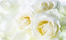 фотопечать "Белые розы"